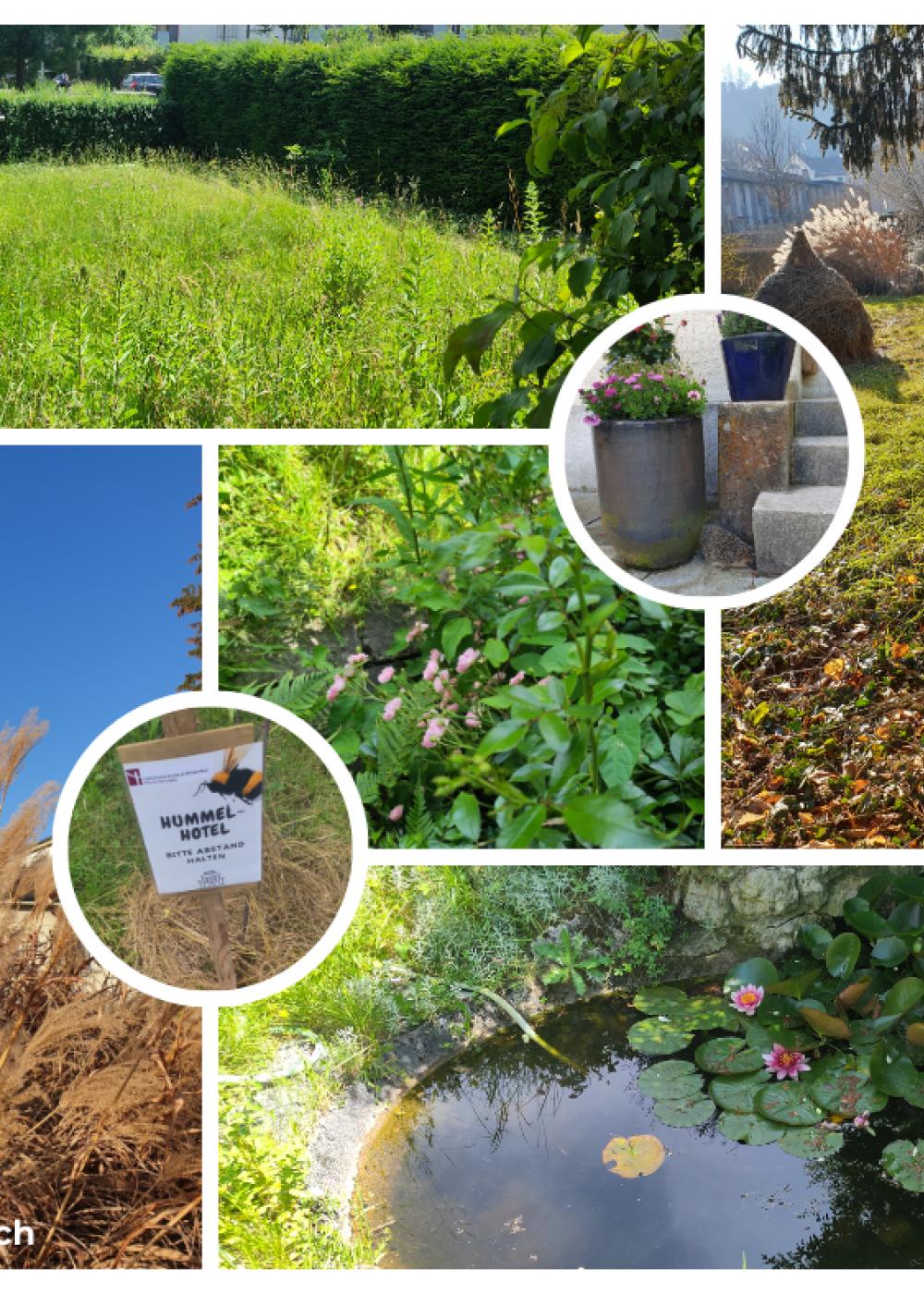 Bilder vom Pfarrhausgarten